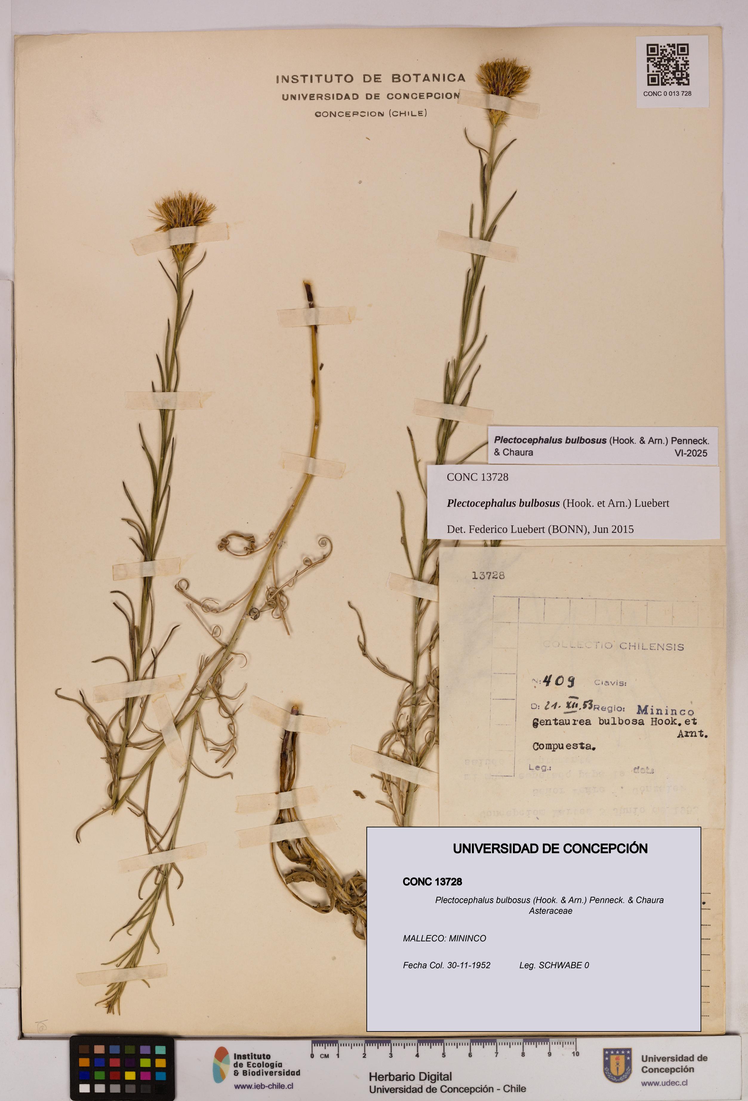 Plectocephalus bulbosus [Espécimen: UDEC:CONC:0013728]