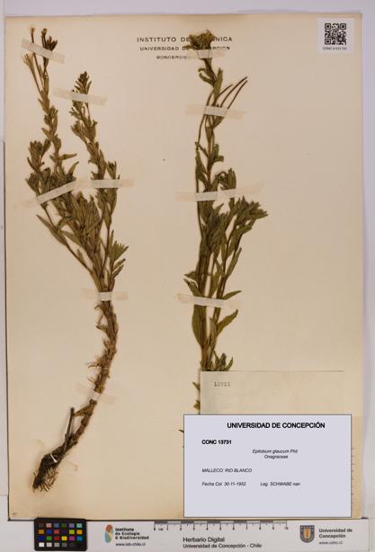Epilobium glaucum [Espécimen: UDEC:CONC:0013731]