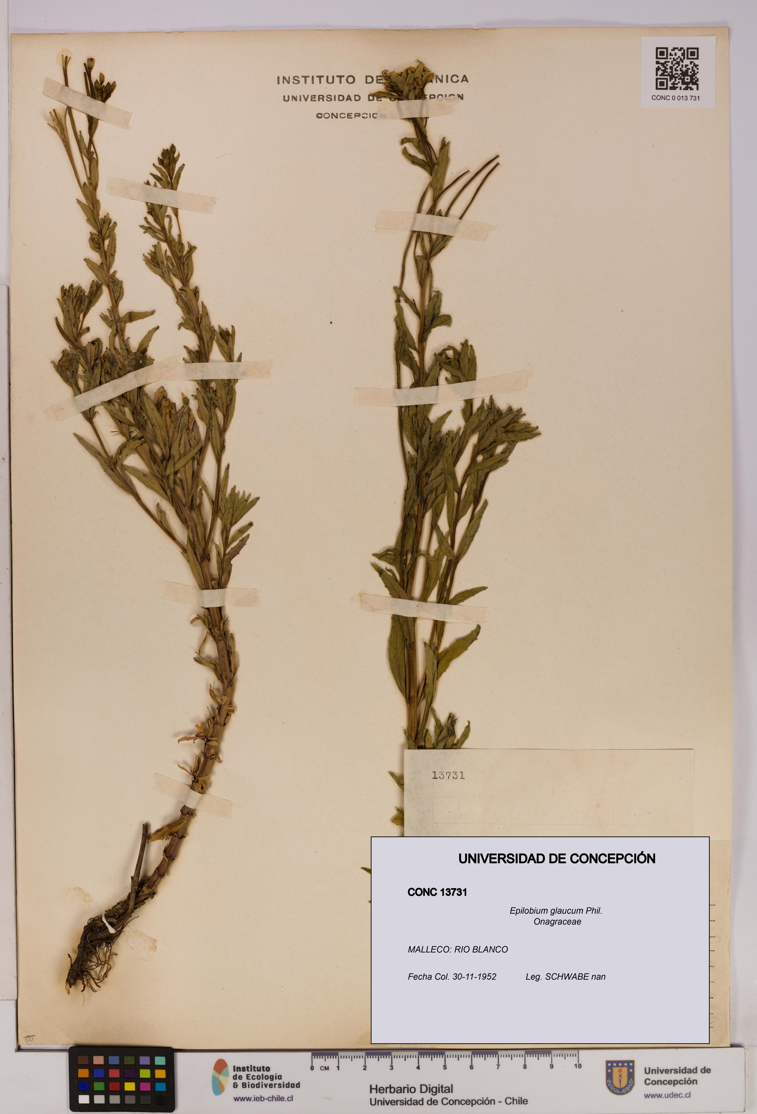 Epilobium glaucum [Espécimen: UDEC:CONC:0013731]