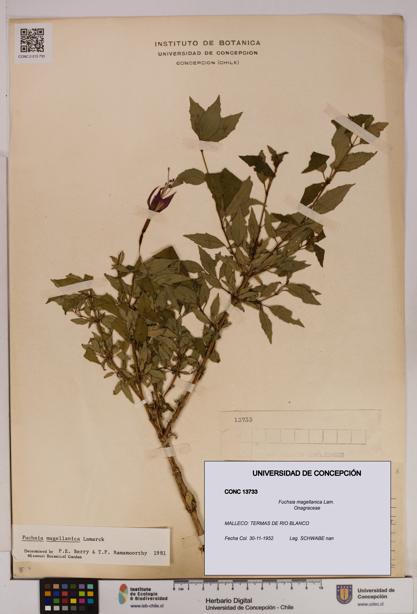 Fuchsia magellanica [Espécimen: UDEC:CONC:0013733]