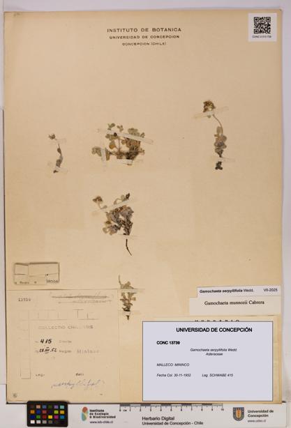 Gamochaeta serpyllifolia [Espécimen: UDEC:CONC:0013739]