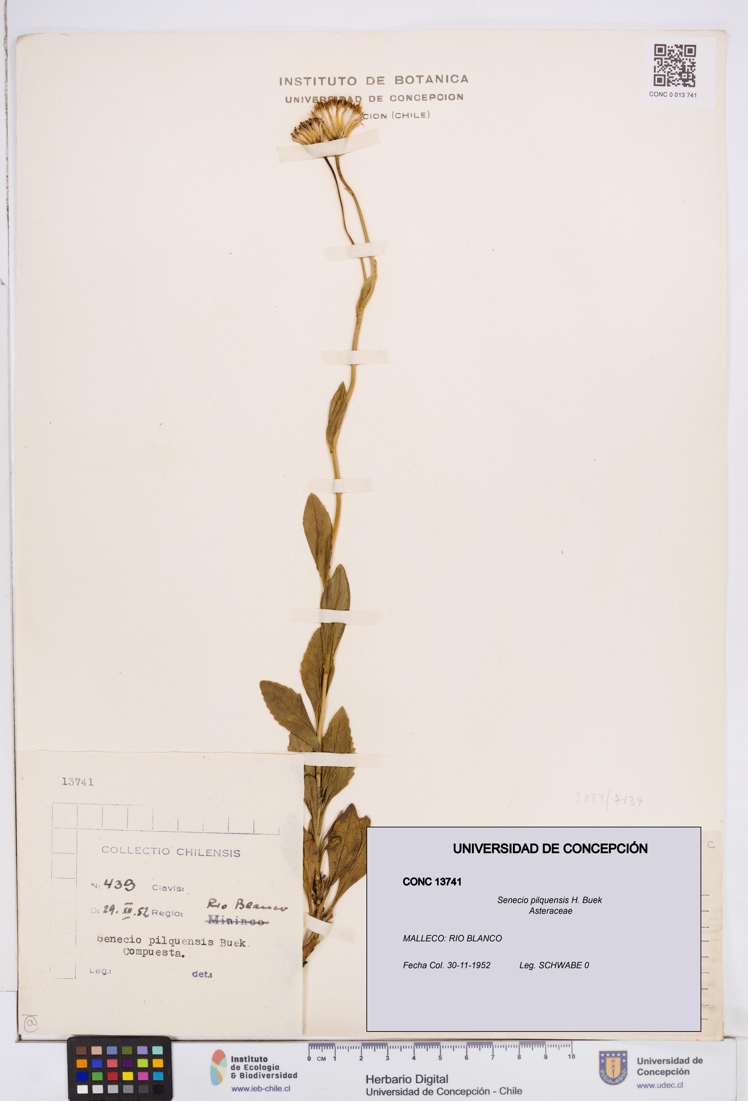 Senecio pilquensis [Espécimen: ]