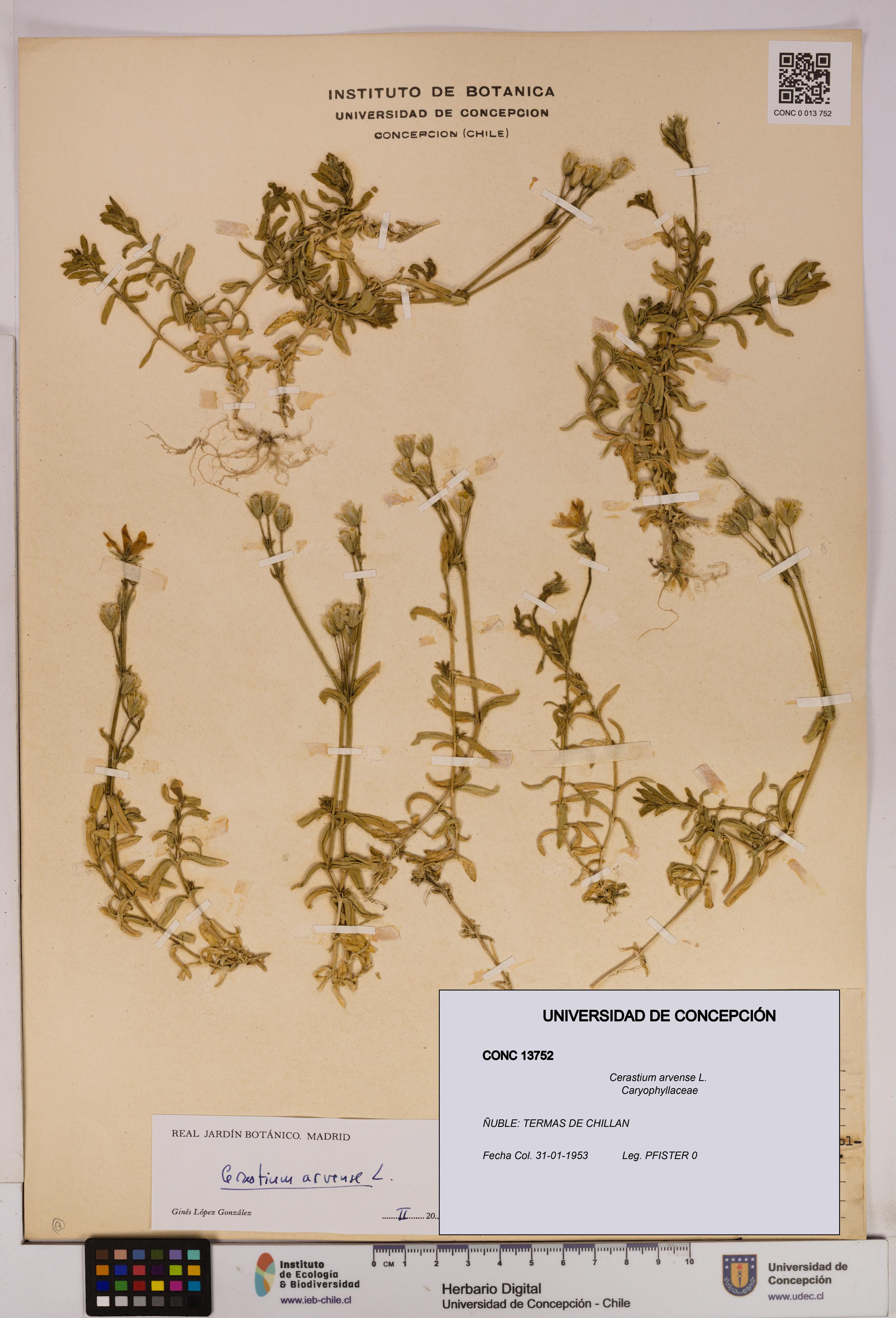 Cerastium arvense [Espécimen: UDEC:CONC:0013752]