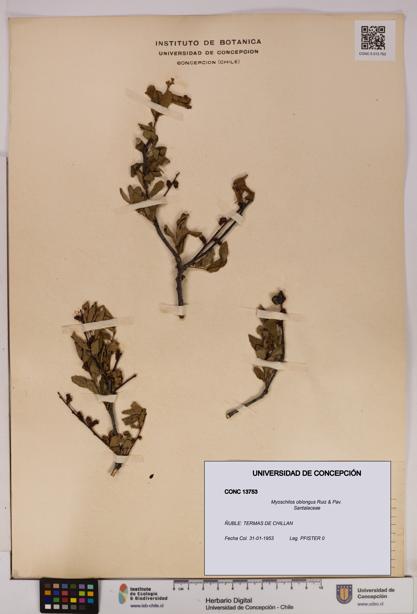 Myoschilos oblongus [Espécimen: UDEC:CONC:0013753]