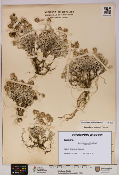 Gamochaeta serpyllifolia [Espécimen: UDEC:CONC:0013754]