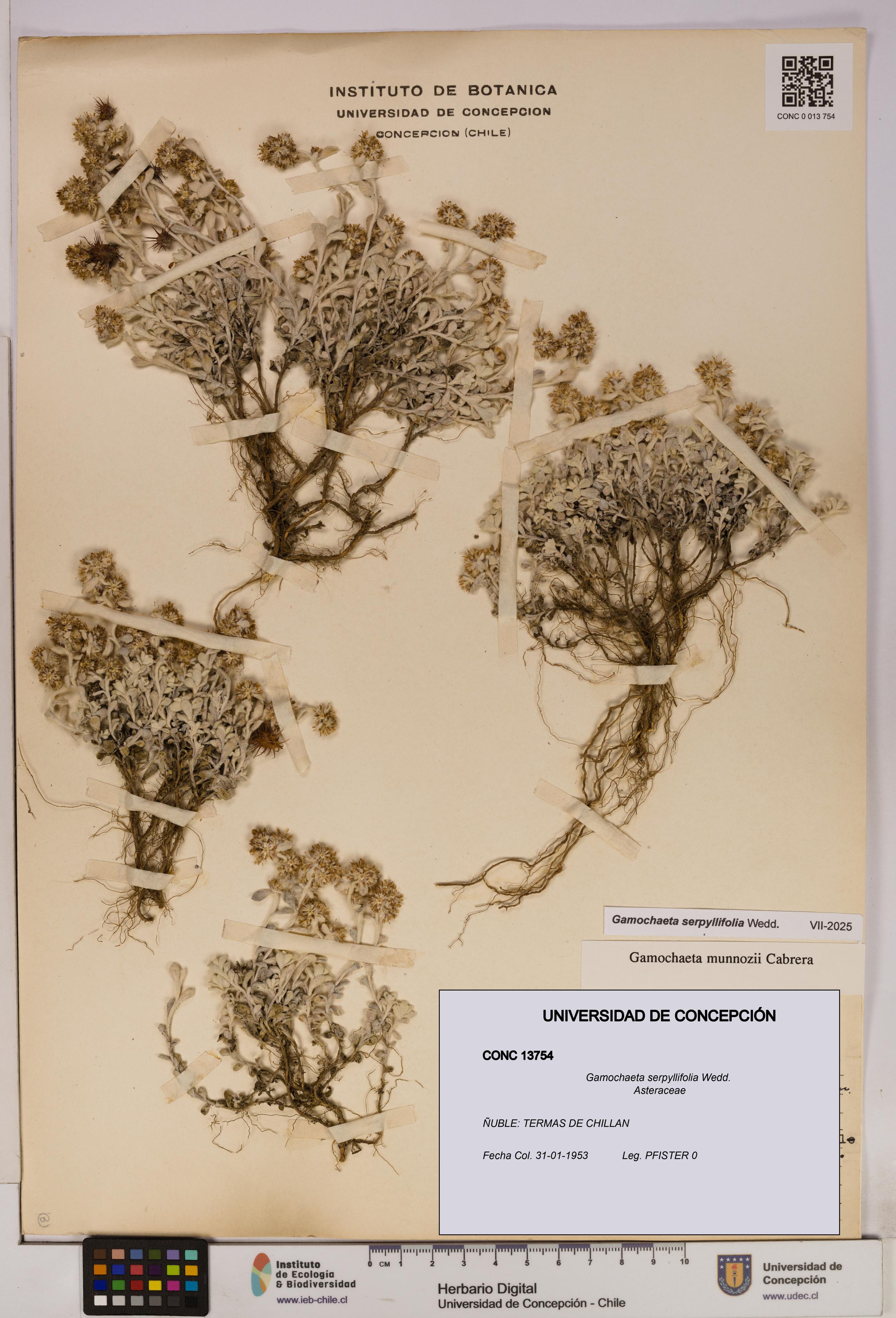 Gamochaeta serpyllifolia [Espécimen: UDEC:CONC:0013754]