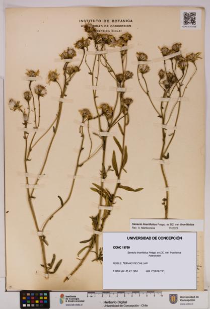 Senecio linariifolius var. linariifolius [Espécimen: UDEC:CONC:0013759]