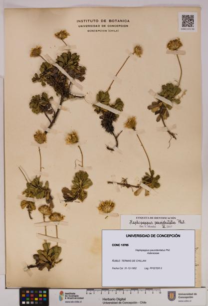Haplopappus paucidentatus [Espécimen: UDEC:CONC:0013765]