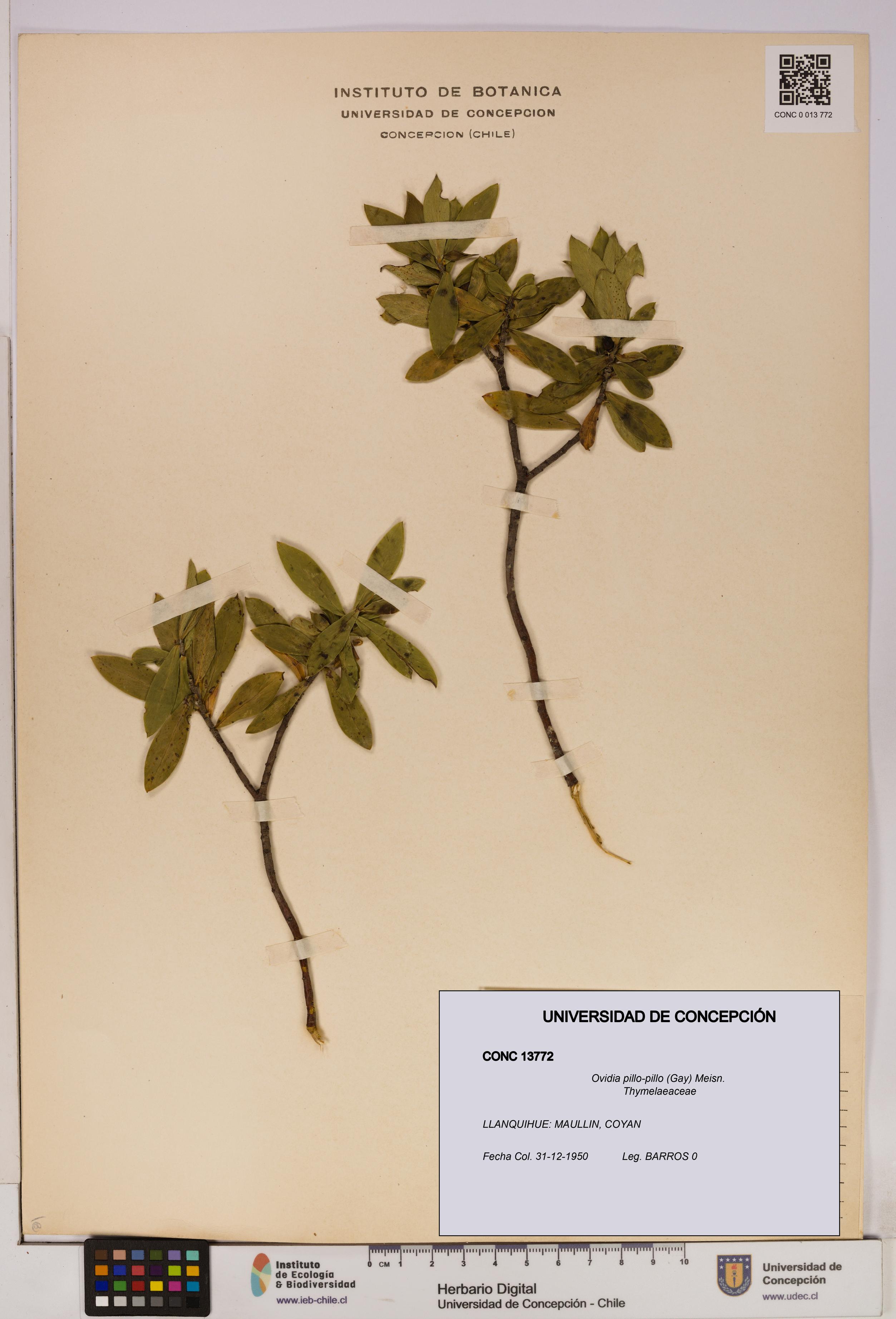 Ovidia pillo-pillo [Espécimen: UDEC:CONC:0013772]