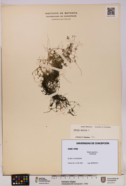 Galium aparine [Espécimen: UDEC:CONC:0013790]