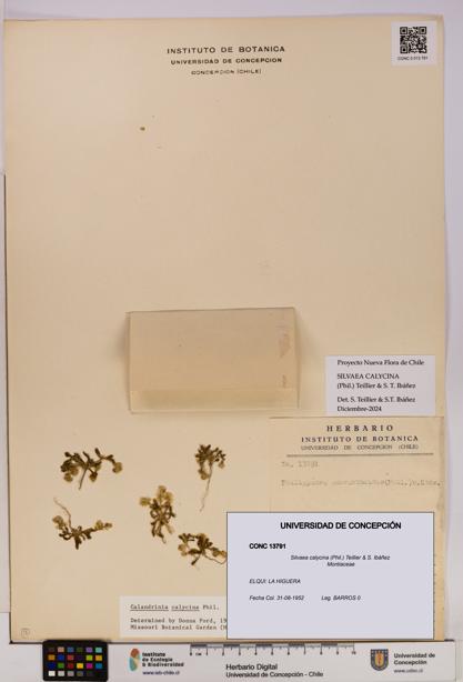Silvaea calycina [Espécimen: UDEC:CONC:0013791]