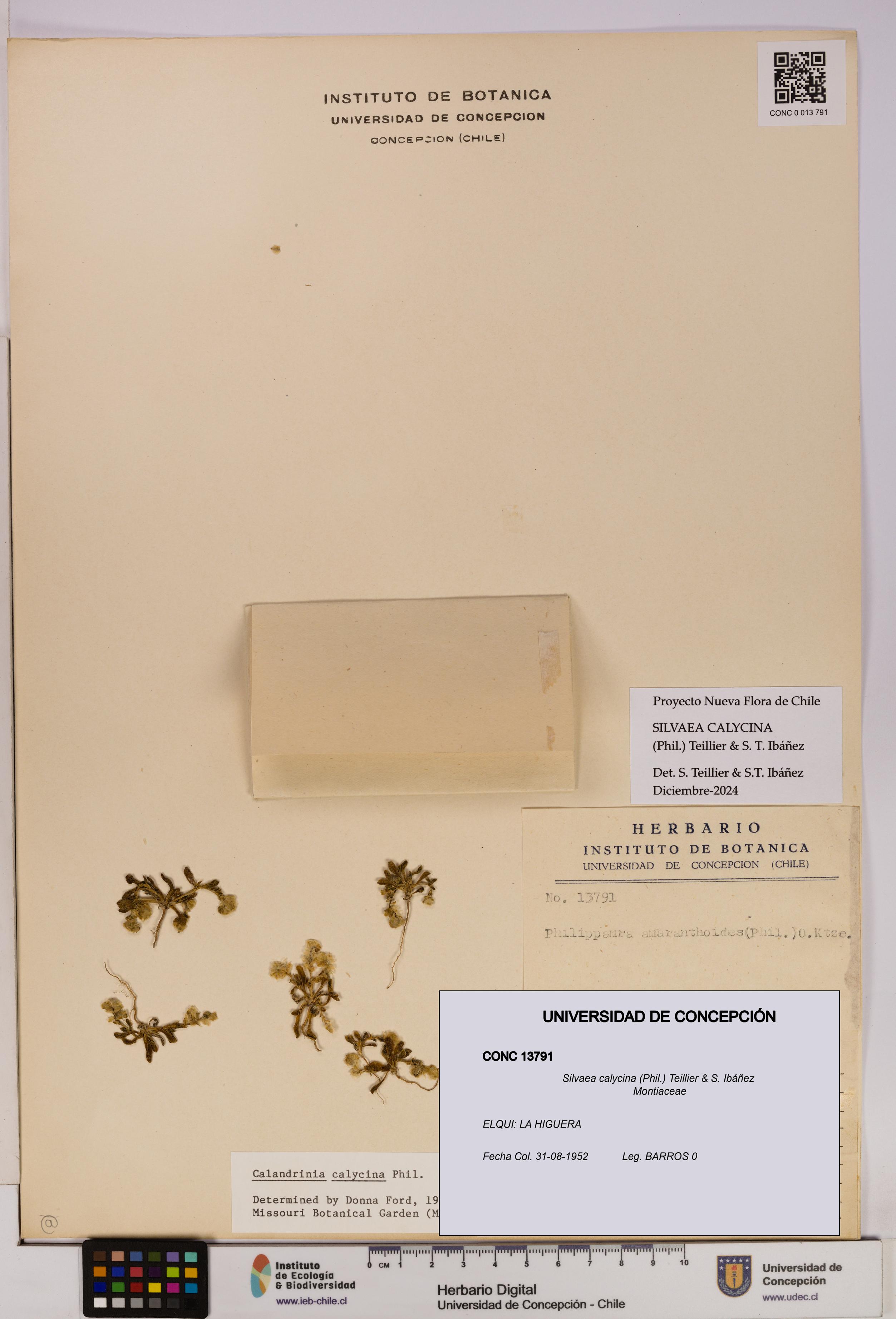 Silvaea calycina [Espécimen: UDEC:CONC:0013791]