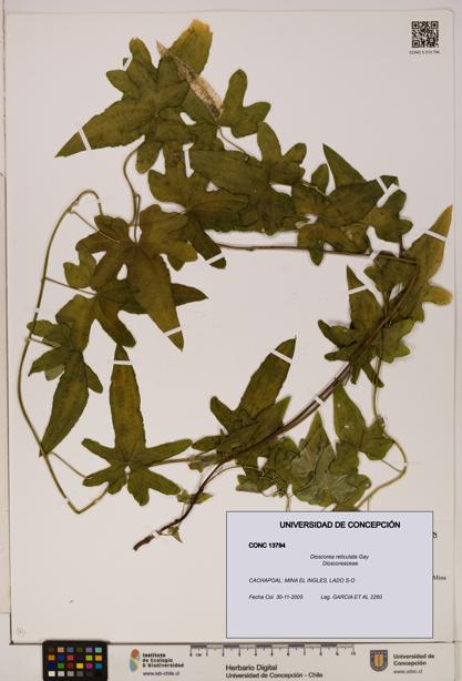 Dioscorea reticulata [Espécimen: ]