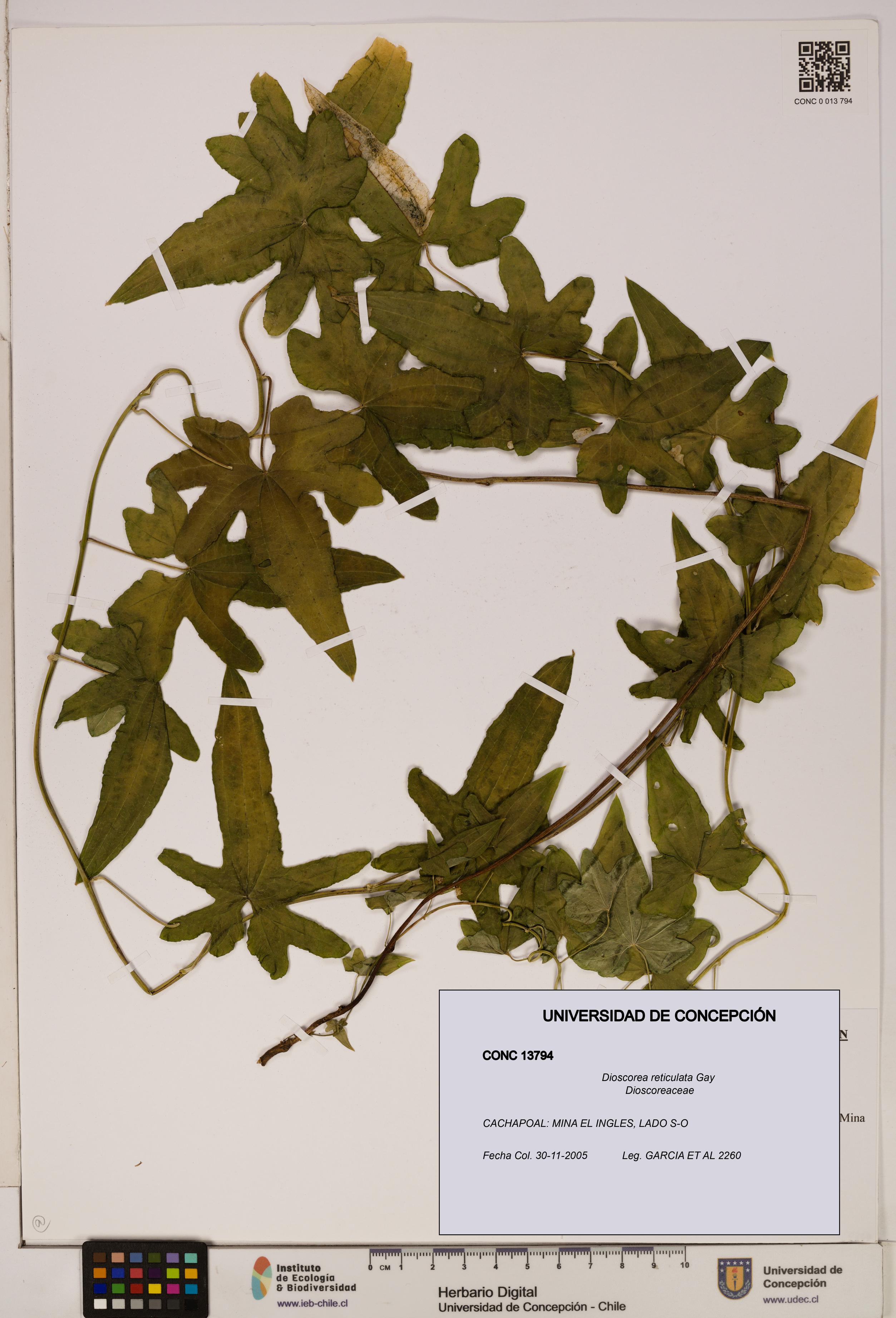 Dioscorea reticulata [Espécimen: ]