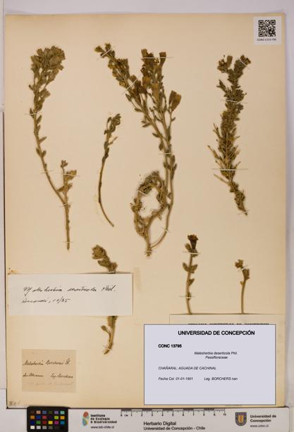 Malesherbia deserticola [Espécimen: UDEC:CONC:0013795]