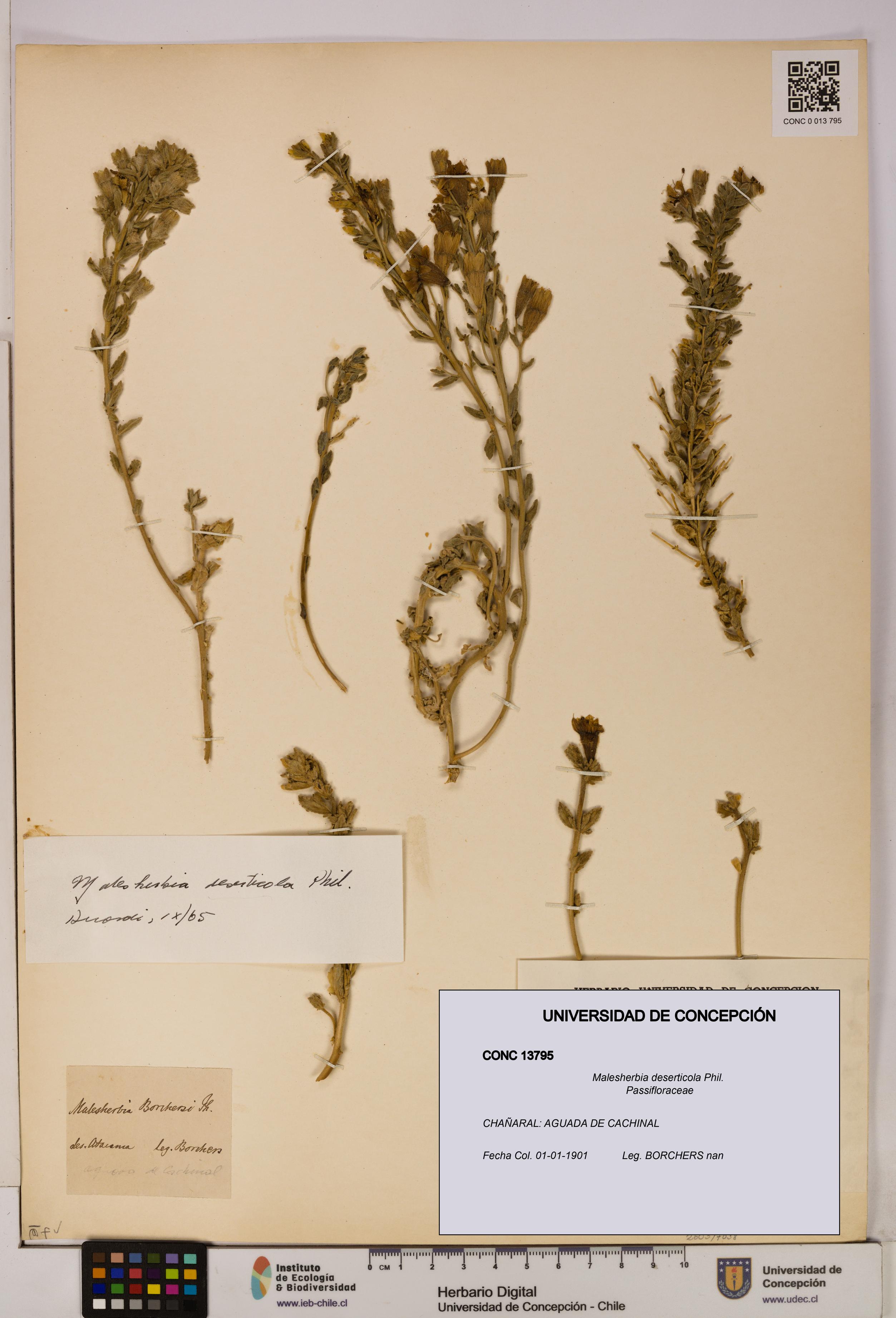 Malesherbia deserticola [Espécimen: UDEC:CONC:0013795]