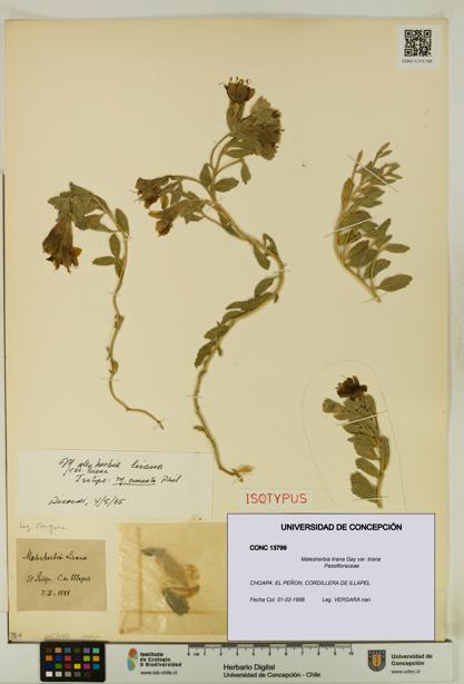 Malesherbia lirana [Espécimen: UDEC:CONC:0013799]