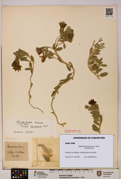 Malesherbia lirana var. lirana [Espécimen: UDEC:CONC:0013799]