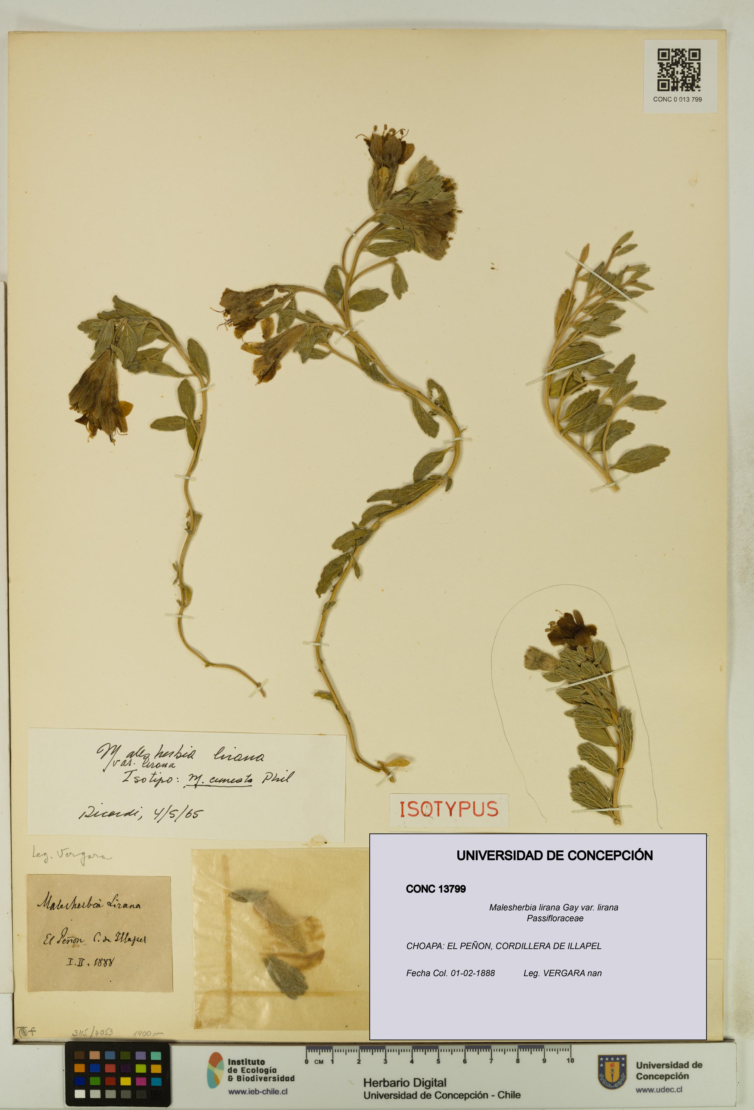 Malesherbia lirana [Espécimen: UDEC:CONC:0013799]