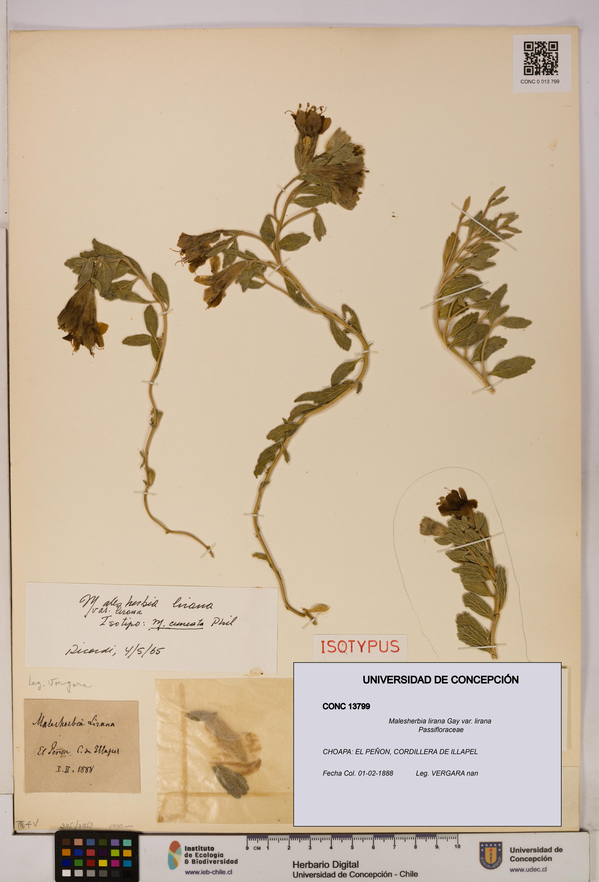 Malesherbia lirana var. lirana [Espécimen: UDEC:CONC:0013799]
