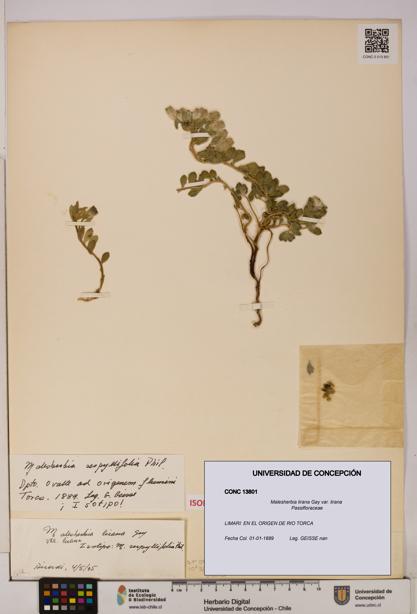 Malesherbia lirana var. lirana [Espécimen: UDEC:CONC:0013801]