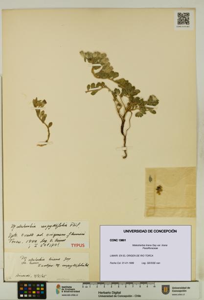 Malesherbia lirana [Espécimen: UDEC:CONC:0013801]