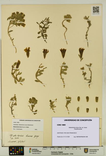 Malesherbia lirana [Espécimen: UDEC:CONC:0013805]