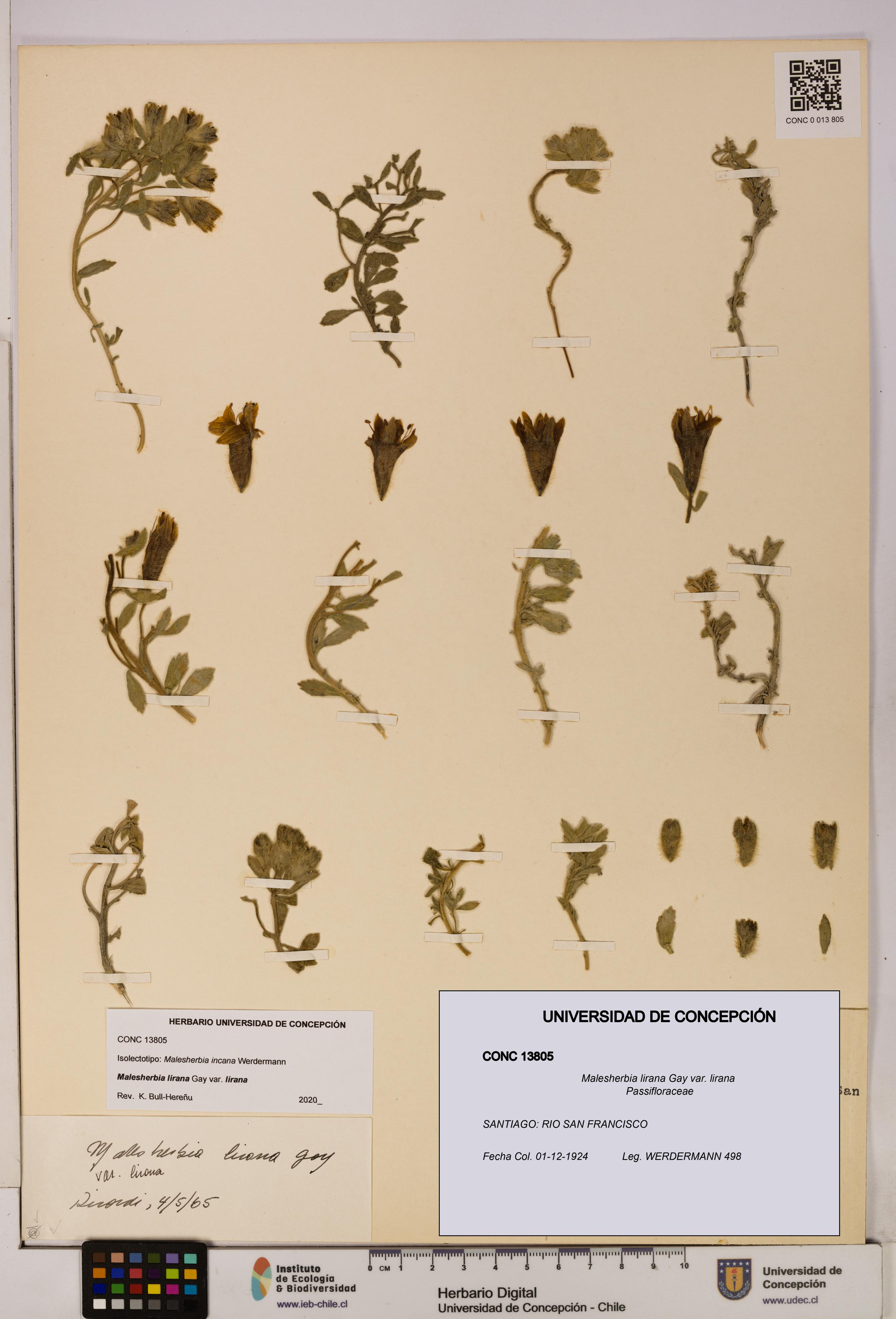 Malesherbia lirana var. lirana [Espécimen: UDEC:CONC:0013805]