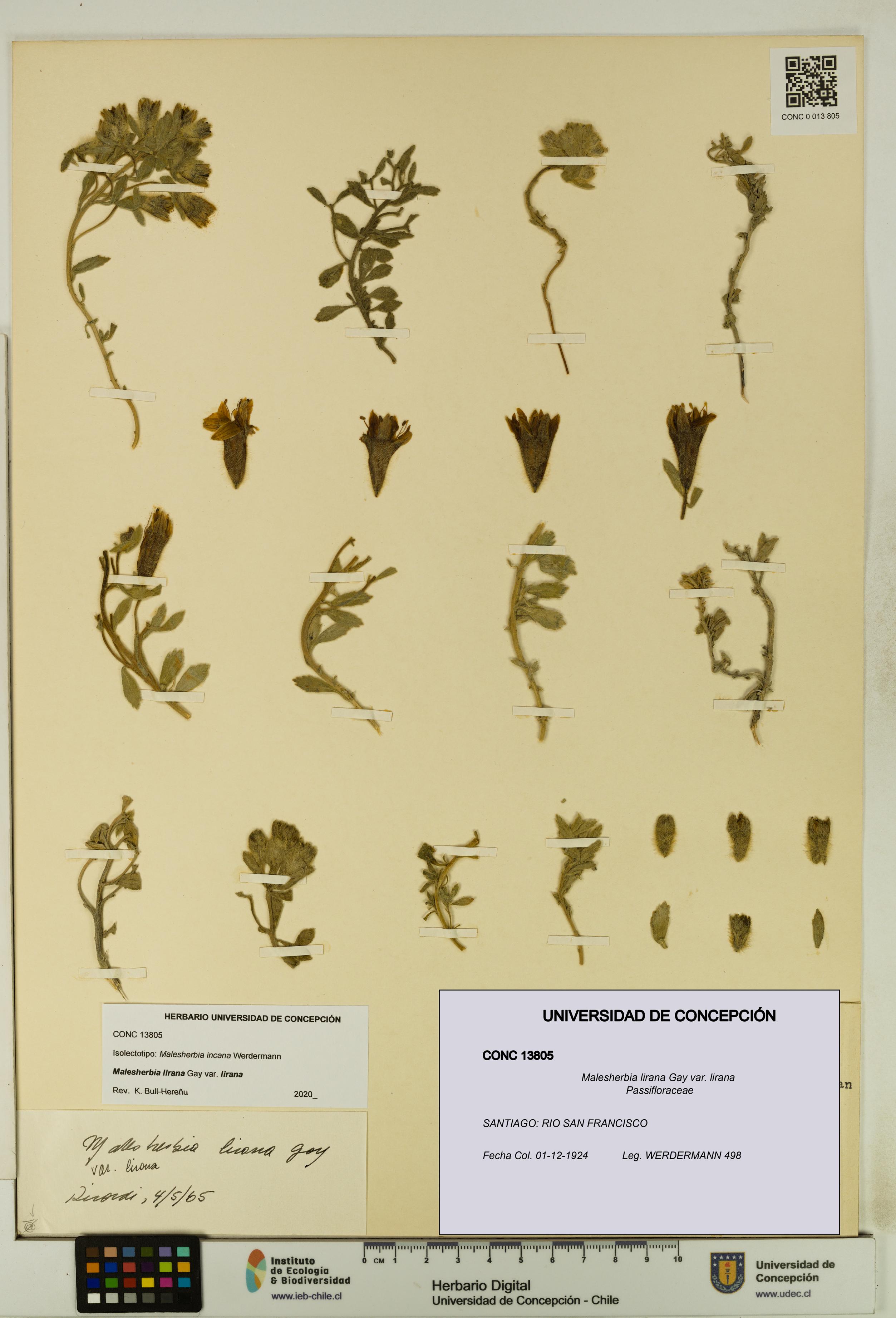 Malesherbia lirana [Espécimen: UDEC:CONC:0013805]
