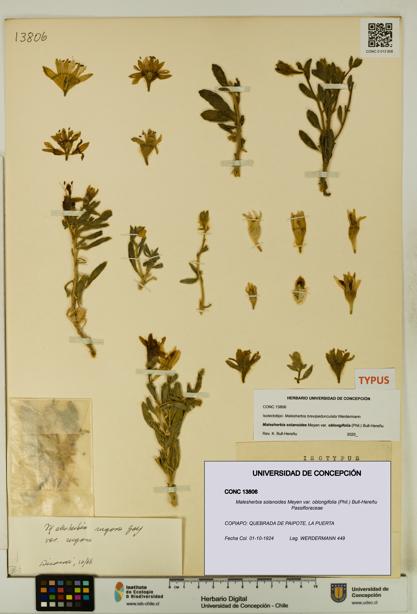 Malesherbia solanoides var. oblongifolia [Espécimen: UDEC:CONC:0013806]