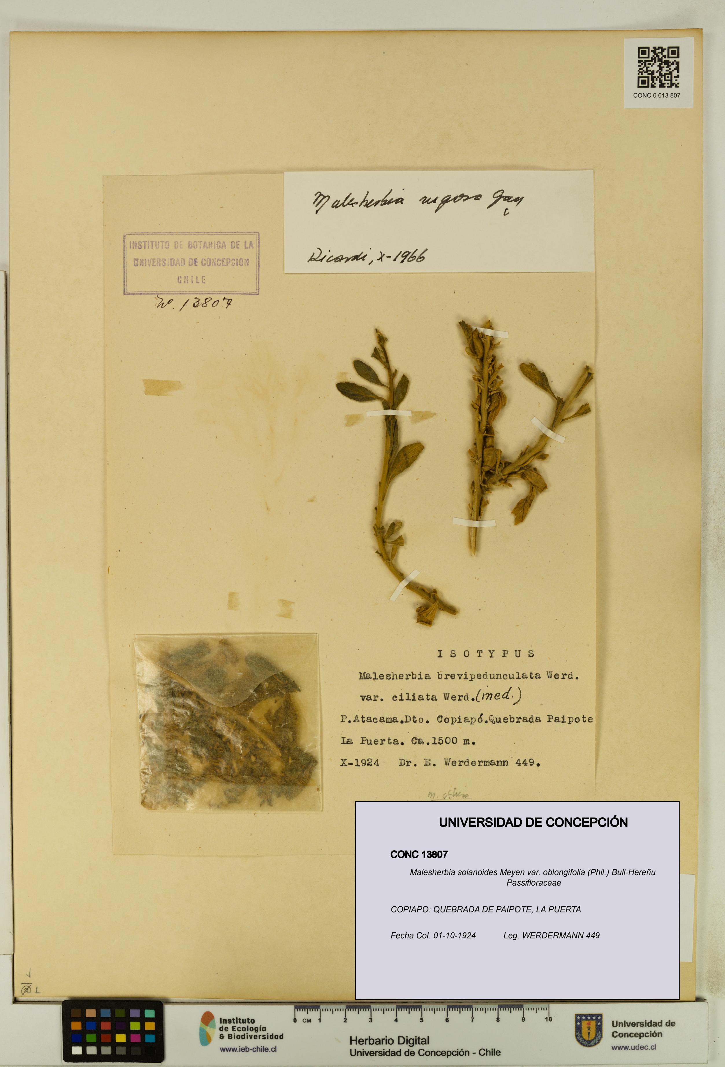 Malesherbia solanoides var. oblongifolia [Espécimen: UDEC:CONC:0013807]