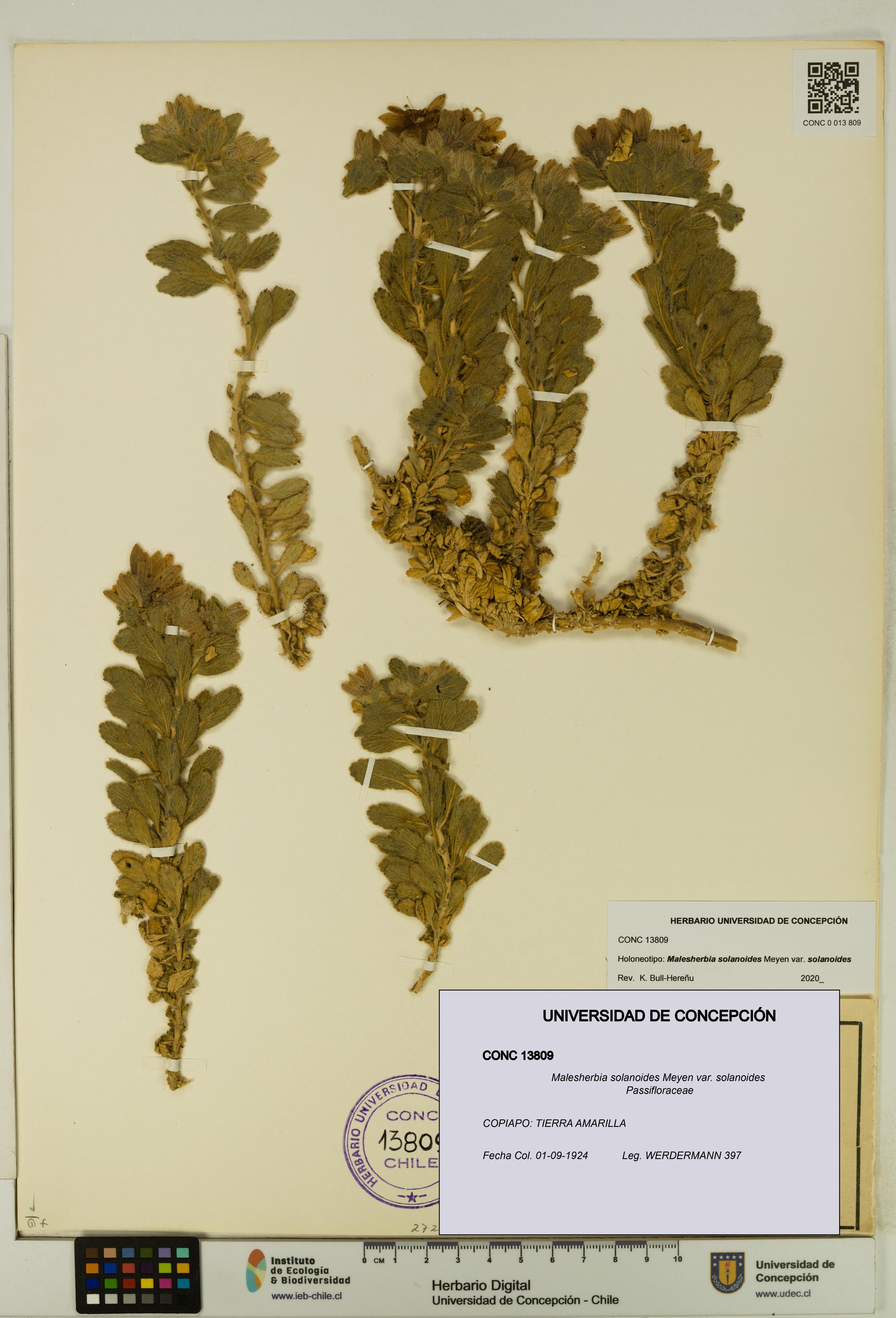 Malesherbia solanoides var. solanoides [Espécimen: UDEC:CONC:0013809]