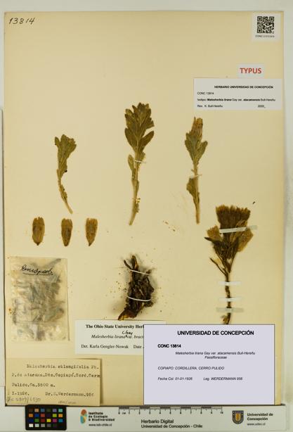 Malesherbia lirana [Espécimen: UDEC:CONC:0013814]