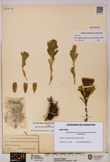 Malesherbia lirana var. atacamensis [Espécimen: UDEC:CONC:0013814]