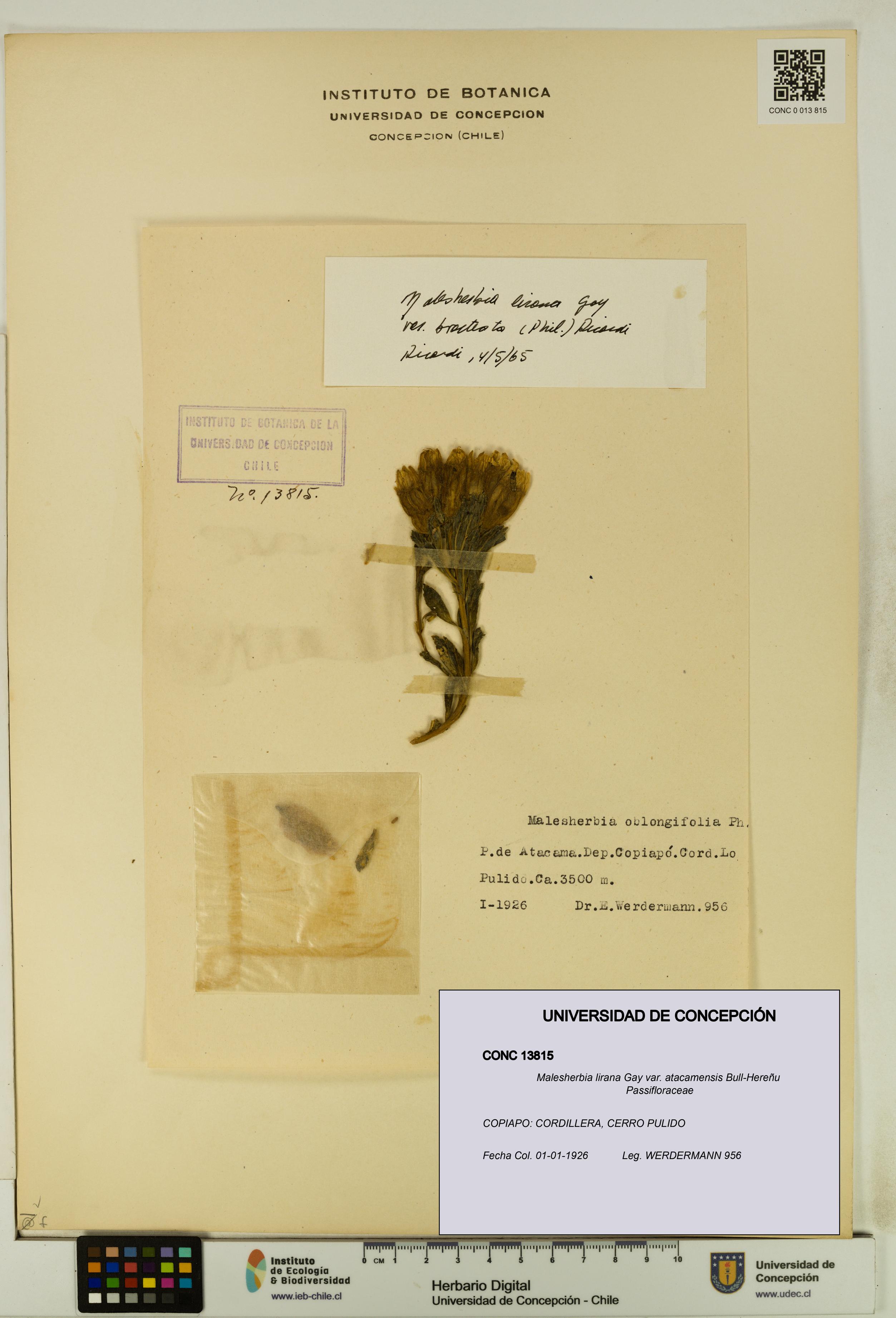 Malesherbia lirana [Espécimen: UDEC:CONC:0013815]