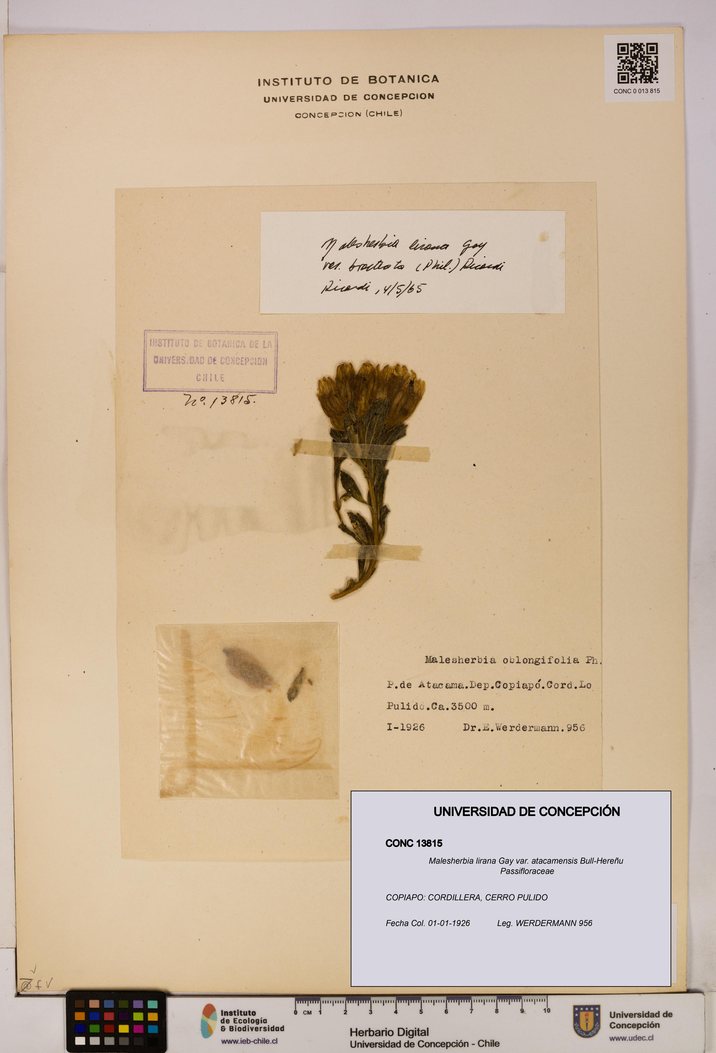 Malesherbia lirana var. atacamensis [Espécimen: UDEC:CONC:0013815]