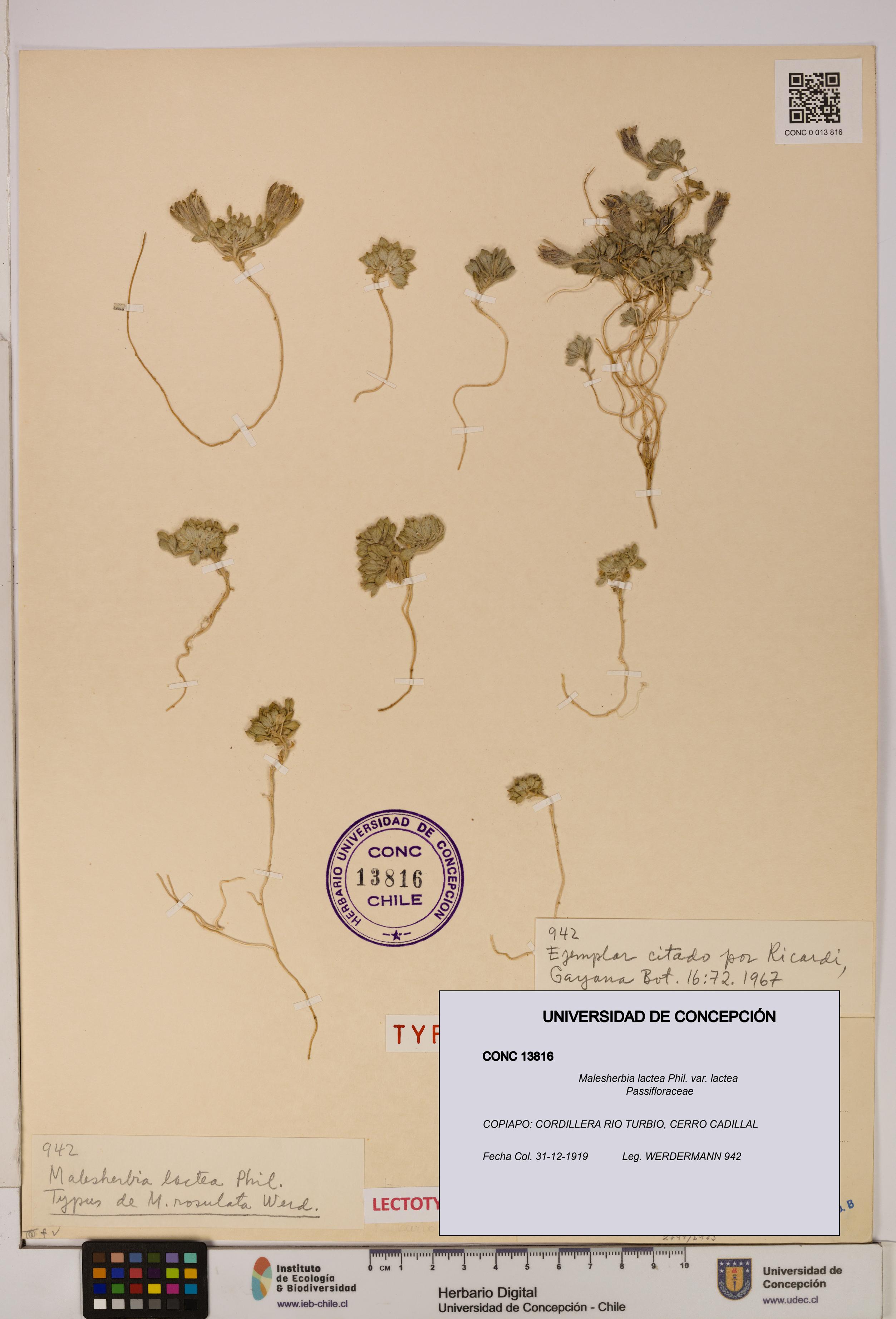 Malesherbia lactea var. lactea [Espécimen: UDEC:CONC:0013816]