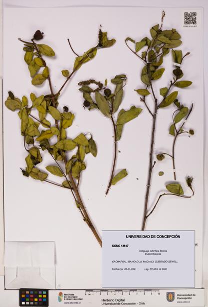 Colliguaja odorifera [Espécimen: UDEC:CONC:0013817]