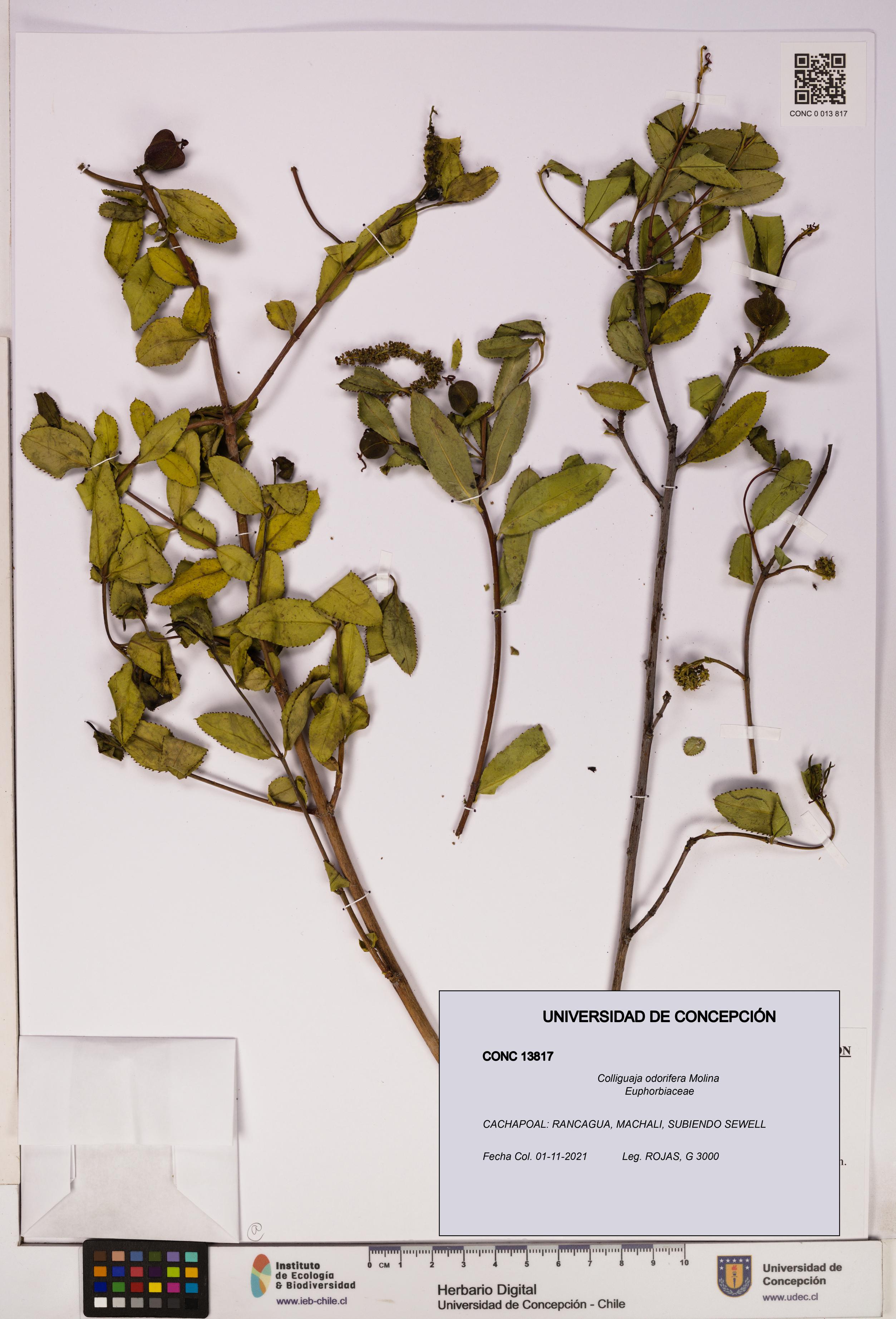 Colliguaja odorifera [Espécimen: UDEC:CONC:0013817]