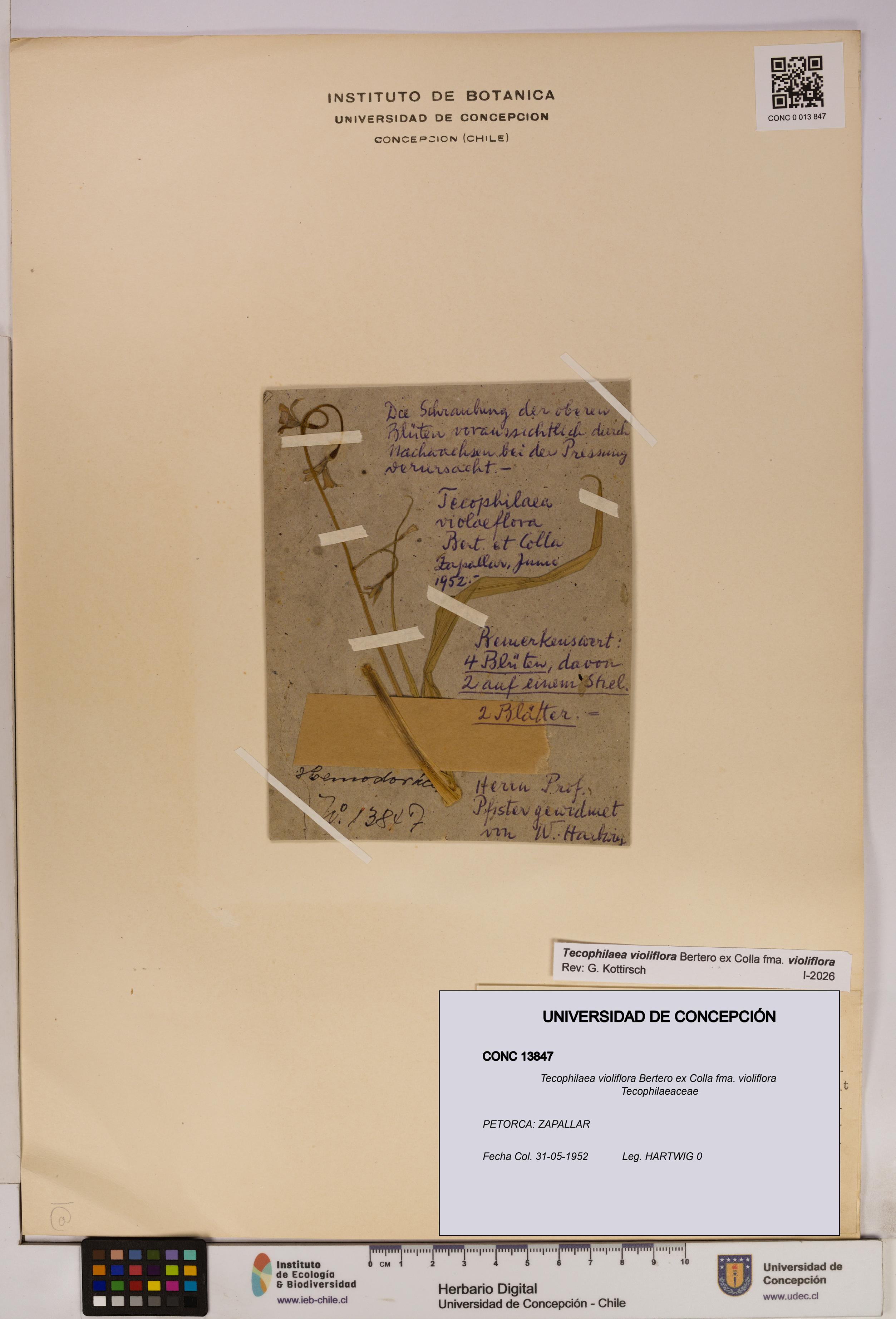 Tecophilaea violiflora fma. violiflora [Espécimen: UDEC:CONC:0013847]