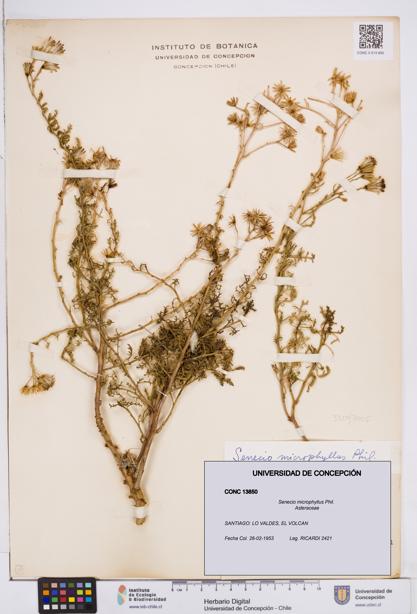 Senecio microphyllus [Espécimen: ]