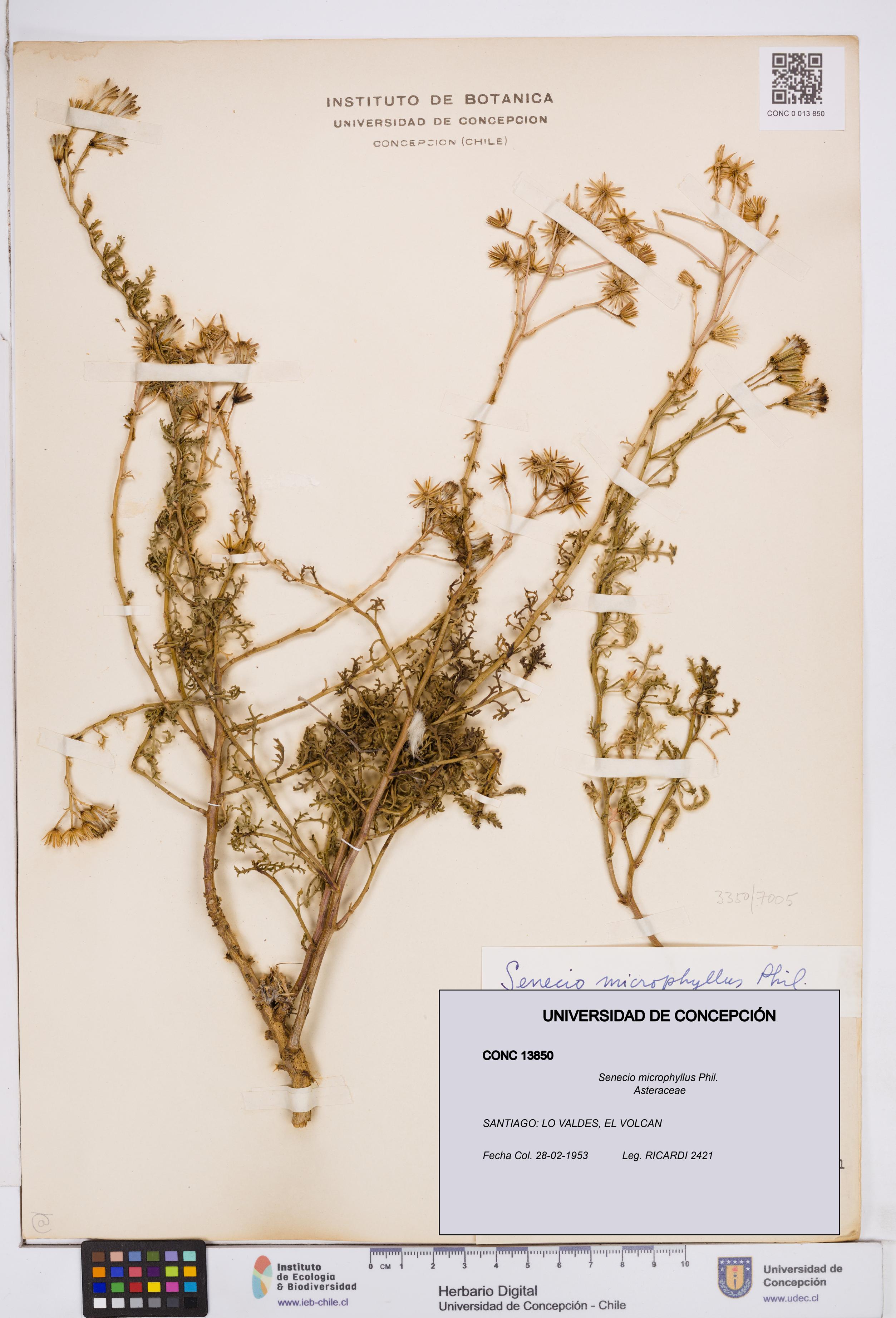 Senecio microphyllus [Espécimen: ]