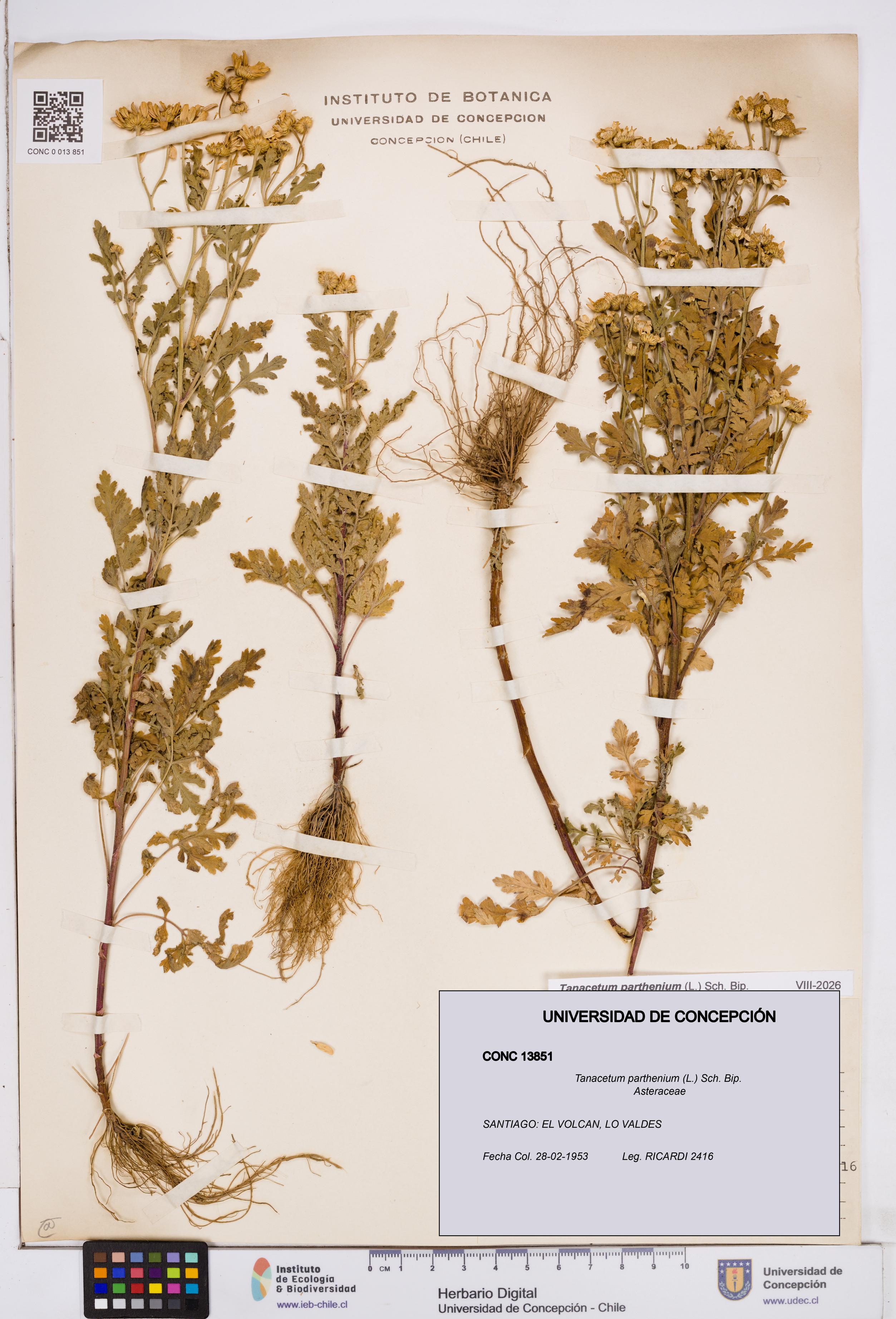 Tanacetum parthenium [Espécimen: ]
