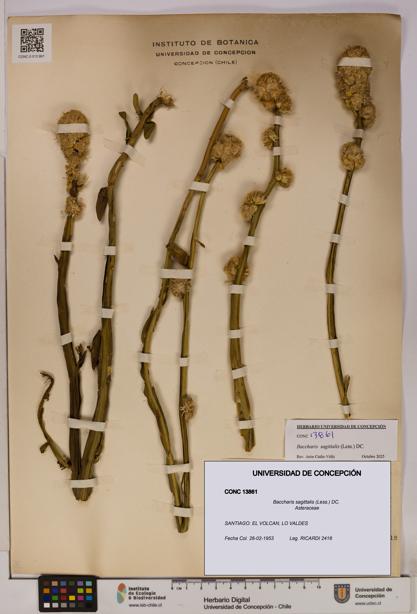 Baccharis sagittalis [Espécimen: UDEC:CONC:0013861]