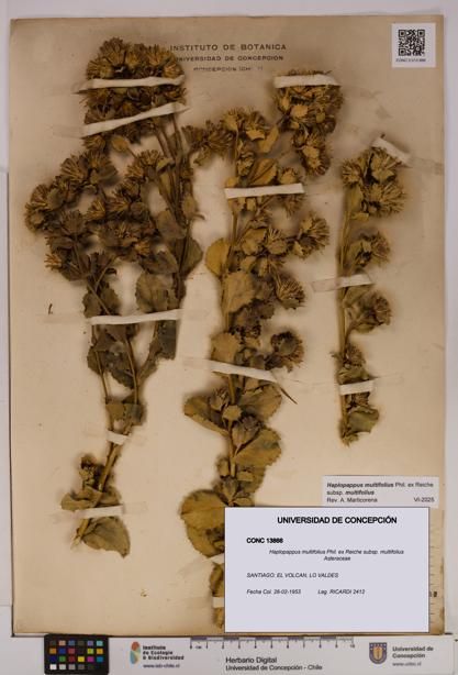 Haplopappus multifolius subsp. multifolius [Espécimen: UDEC:CONC:0013866]