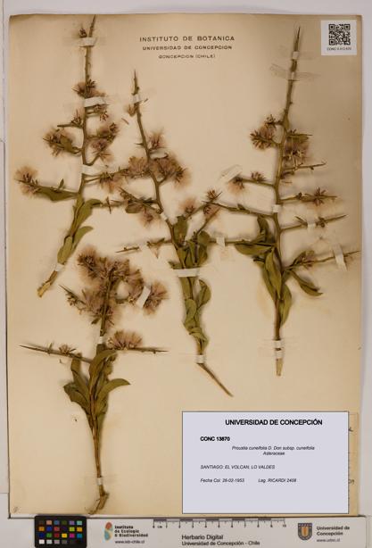 Proustia cuneifolia subsp. cuneifolia [Espécimen: UDEC:CONC:0013870]