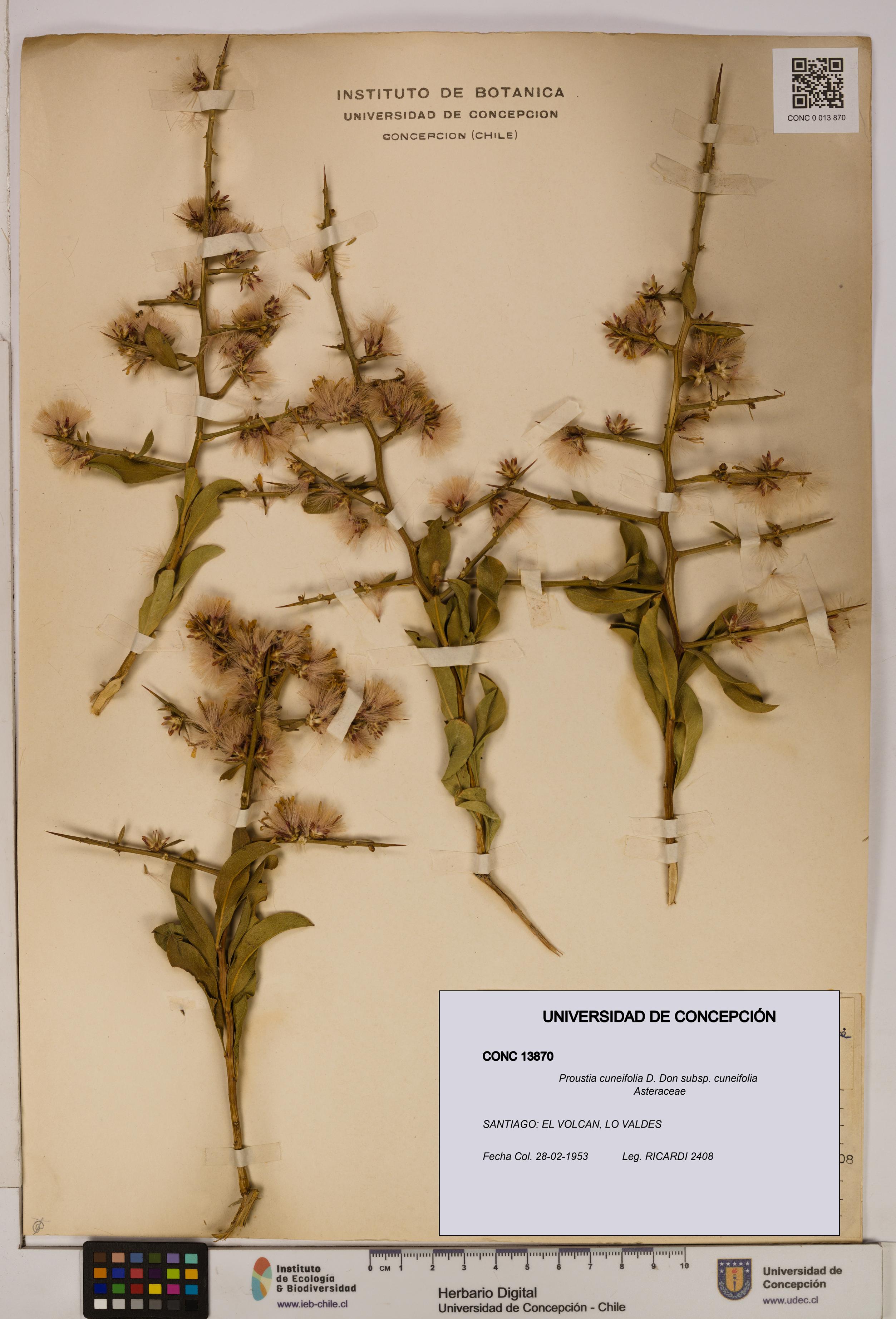 Proustia cuneifolia subsp. cuneifolia [Espécimen: UDEC:CONC:0013870]