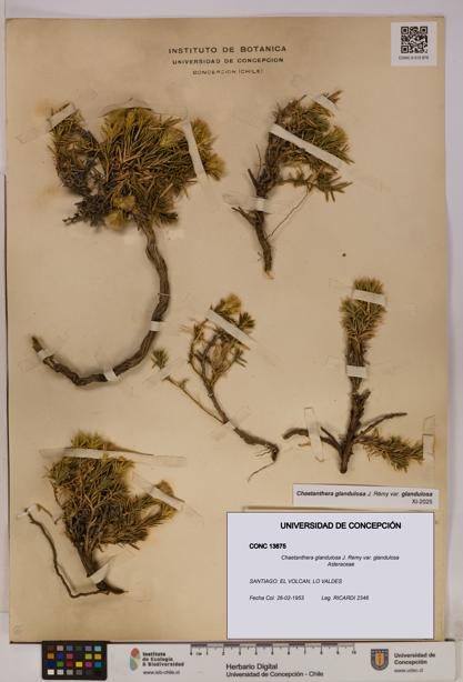 Chaetanthera glandulosa var. glandulosa [Espécimen: UDEC:CONC:0013875]