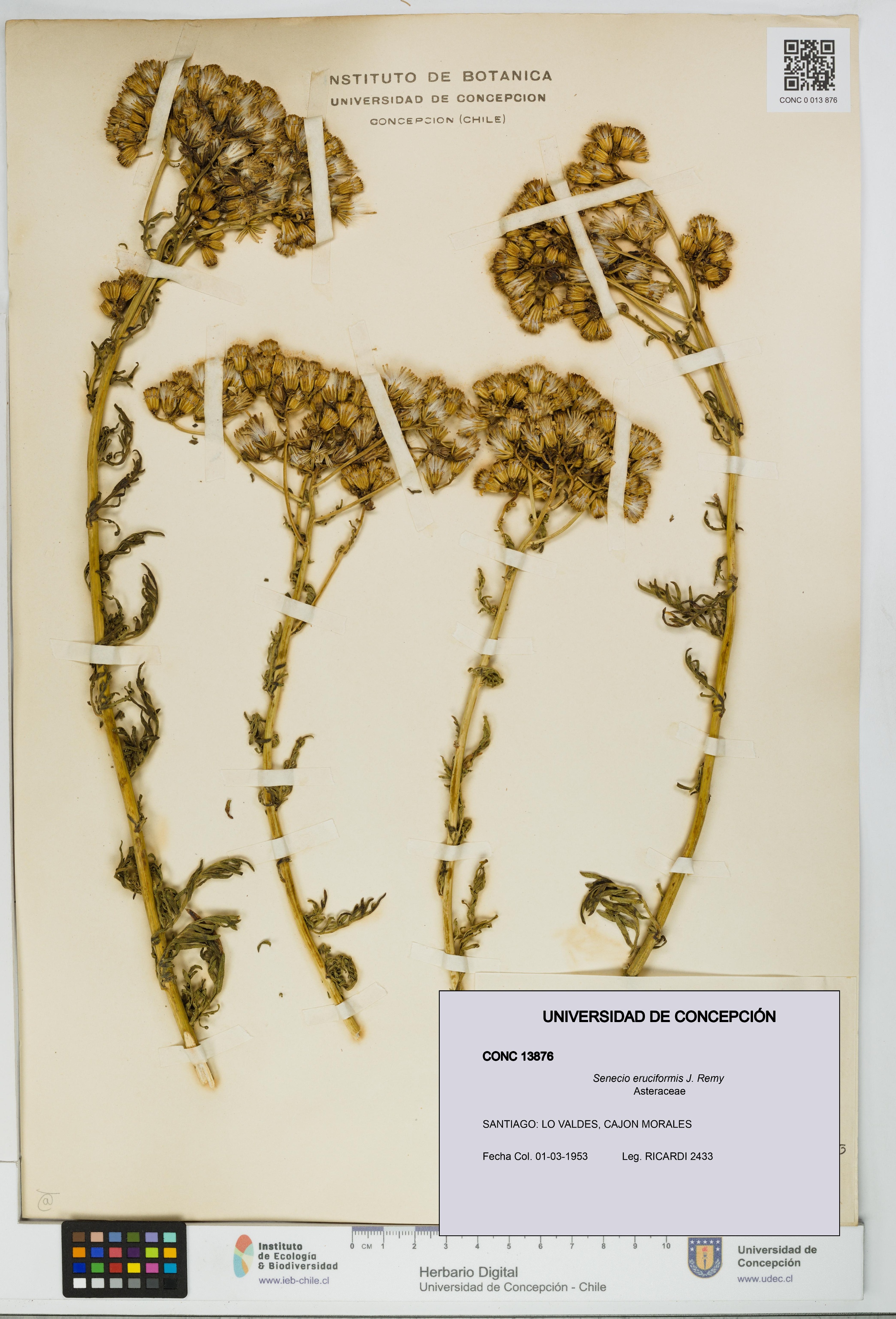 Senecio eruciformis [Espécimen: UDEC:CONC:0013876]