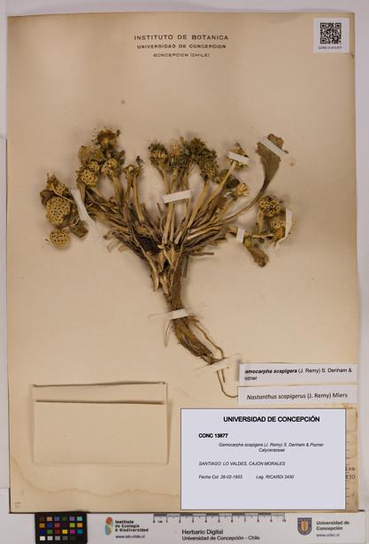 Gamocarpha scapigera [Espécimen: UDEC:CONC:0013877]